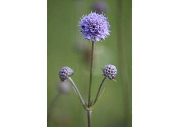 Teufelsabbiss (Succisa pratensis) - © Emanuel Trummer